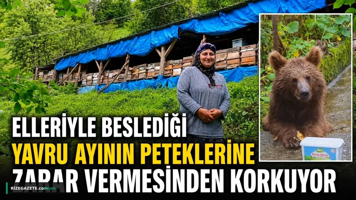 Çamlıhemşin'de Ayı Besleyen Nigar Demirci Şimdi Korkuyor: 'Yardım Edin!' Çağrısı