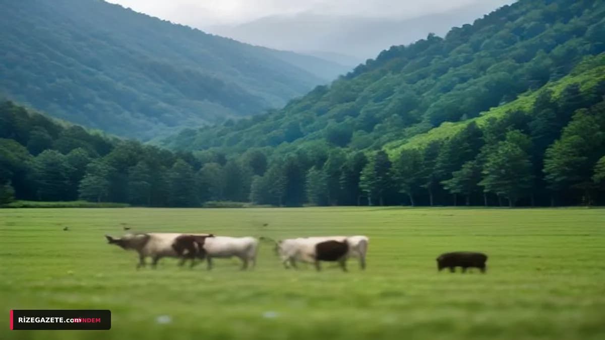 Rize'nin Badara Yaylası'nda Kahkaha Dolu Anlar: Davetsiz Misafirler Piknik Sofrasına Akın Etti!