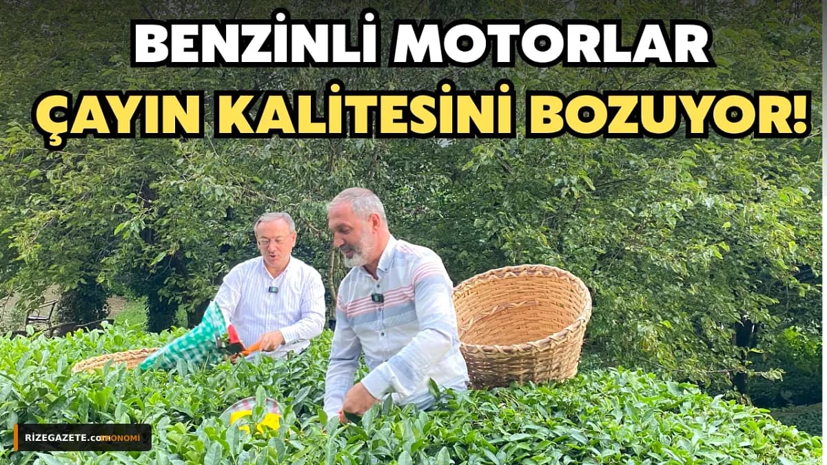 Rize'de Çaykur'dan Kalite Seferberliği: Benzinli Motorla Hasat Yapanlara Sıfır Tolerans!