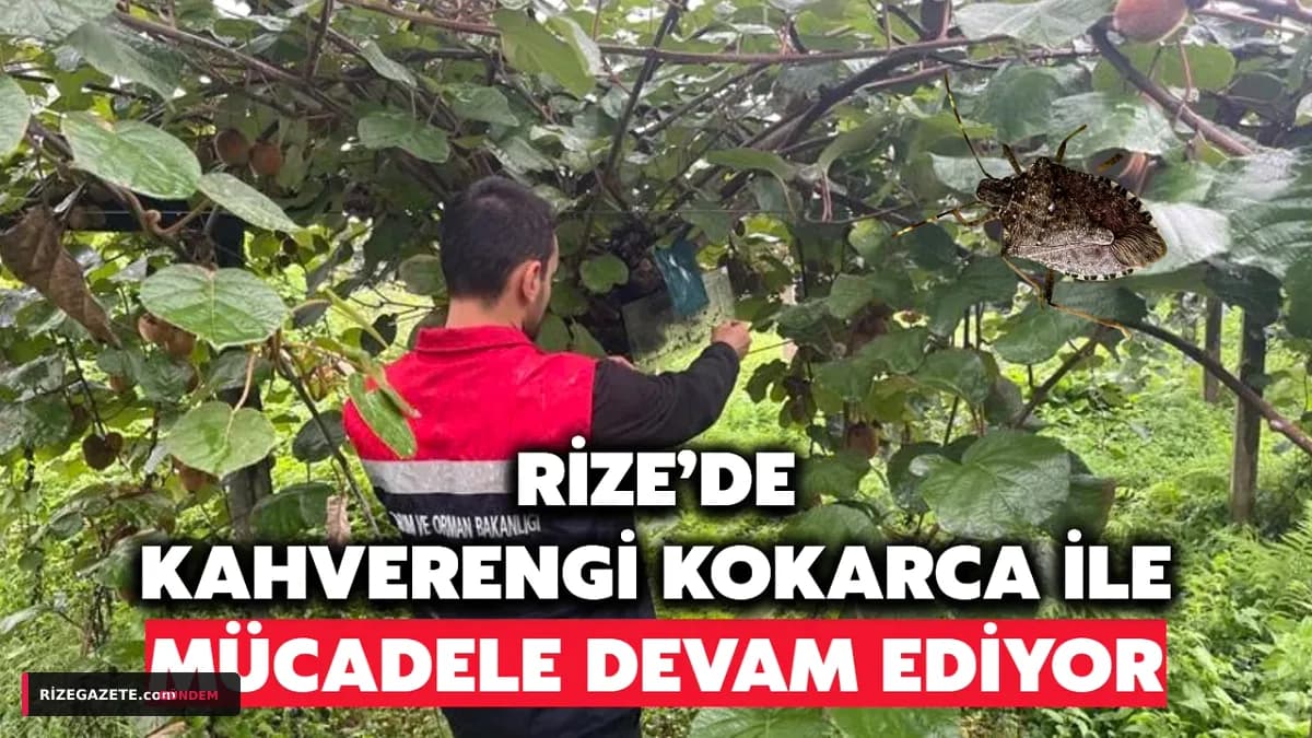 Rize'de Kahverengi Kokarca Alarmı: Çay ve Fındık İçin Kışlak Mücadelesi Yoğunlaştı, 100 Bin Samuray Arısı Görevde!