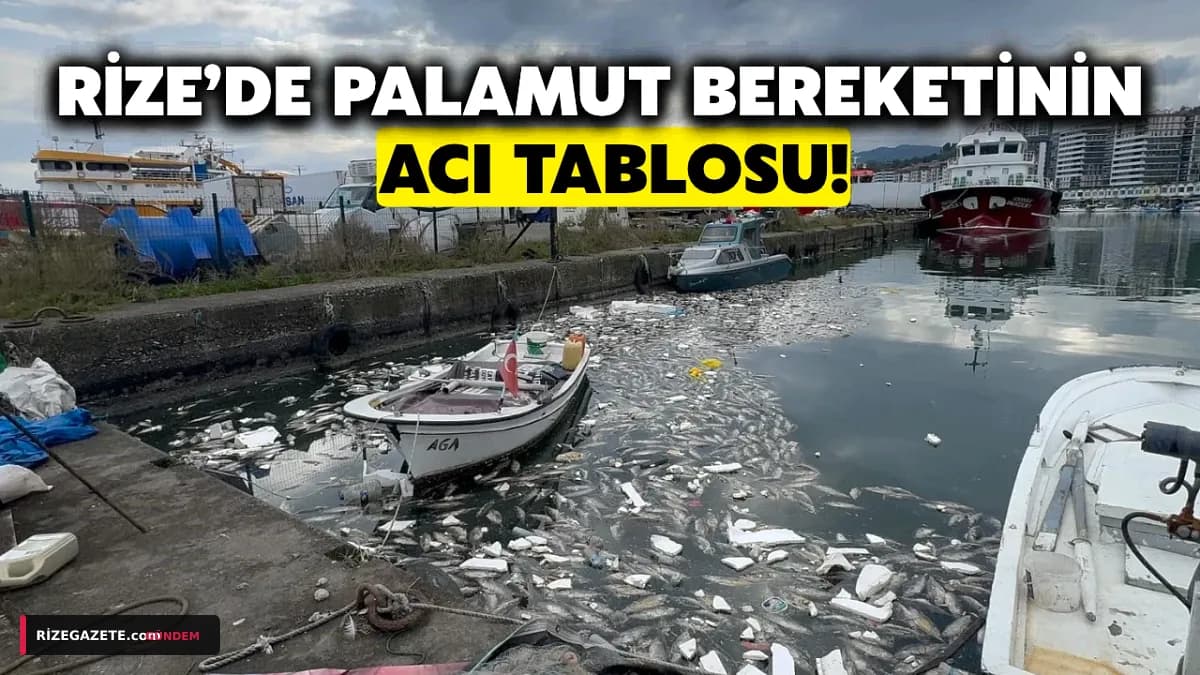Rize Pazar Limanı'nda Palamut Kabusu: Balık Bereketi Çevre Felaketine Dönüştü, Halk Kokudan Perişan!