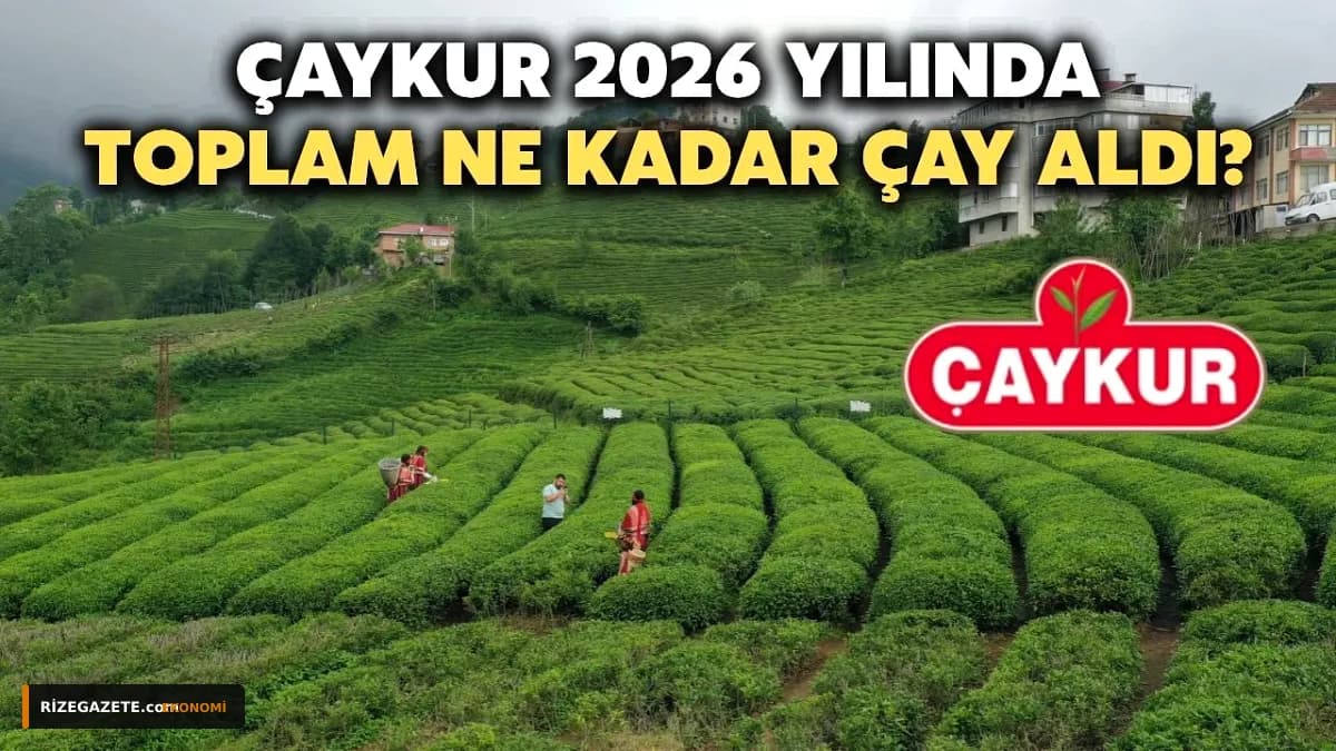 ÇAYKUR, 2026 Yaş Çay Sezonunda Hedefleri Aşarak 740 Bin Tonu Aşkın Alım Gerçekleştirdi: Üretici Yüzü Güldü