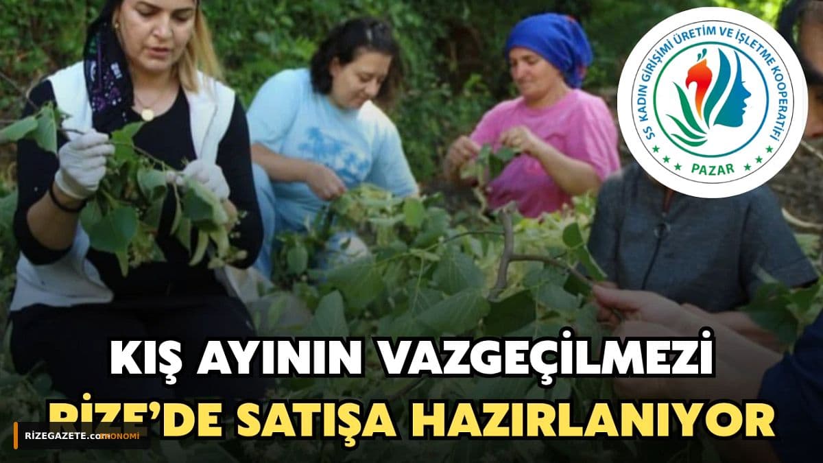 Rize'nin Altın Değerindeki Ihlamuru Kışa Hazırlanıyor: Hasat Sezonunda Yükselen Fiyatlar ve Acı Bir Kayıp