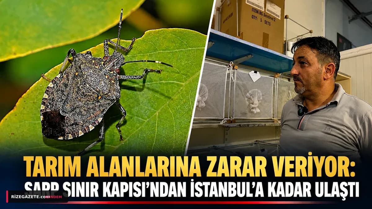 Rize'nin Tarımına İstilacı Tehdit: Kahverengi Kokarca Fındık ve Çayı Vuruyor, Mücadele Sürüyor!