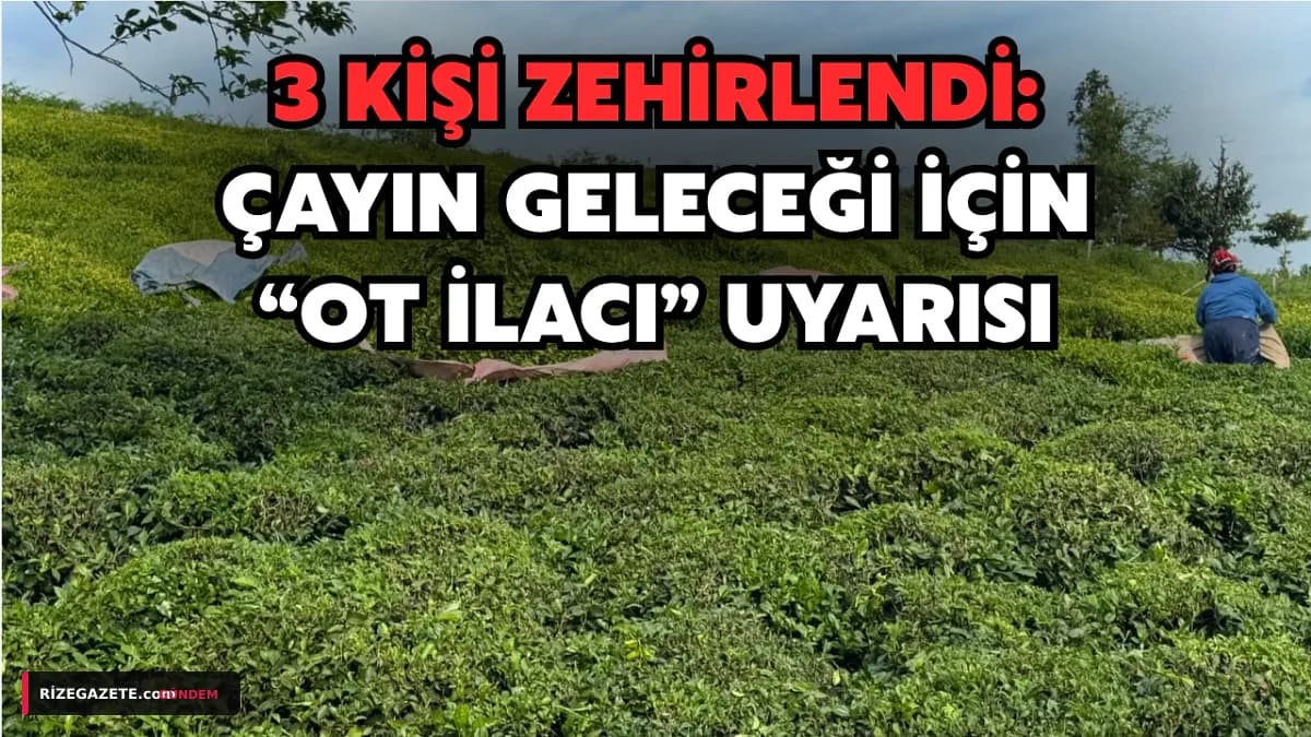 Rize'de Çay Bahçelerinde Zehir Alarmı: Ot İlacı Kullanımı Sağlığı ve Geleceği Tehdit Ediyor