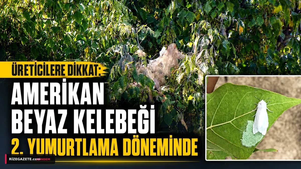 Rize Tarımının Kabusu Amerikan Beyaz Kelebeği: İkinci Yumurtlama Dönemi Başladı, Fındıklı'da Sürvey Çalışmaları Hız Kesmiyor