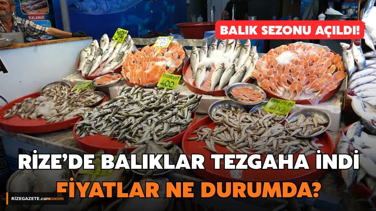 Rize'de 'Vira Bismillah' Sesleri Yükseldi: Yeni Av Sezonu Balık Bolluğu ve Fiyatlarıyla Başladı!